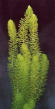 myriophyllum.jpg